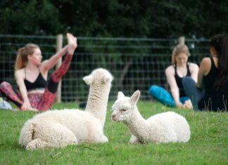 Alapaca farm in England offering alpaca yoga, alpaca picnics, alpaca ‘connection’ packages
